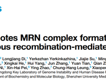 医学部朱卫国教授团队在Cell Reports发表关于WDFY2调控DNA同源重组修复的研究成果