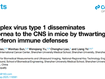 医学部叶亮副教授团队在Cell Reports发表关于疱疹病毒传播的研究成果