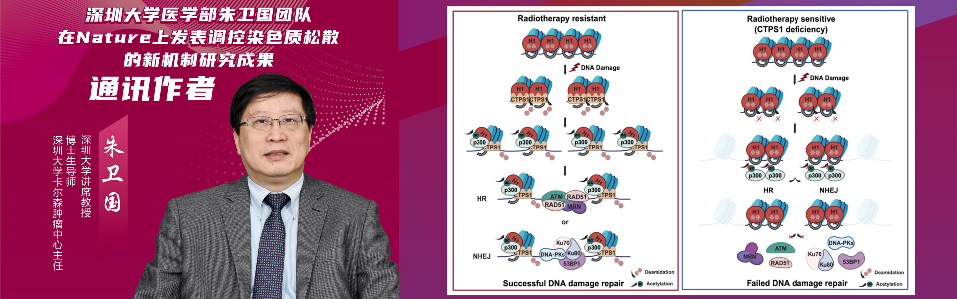 深圳大学朱卫国教授团队在国际顶级期刊Nature上发表论文揭示DNA损伤应答过程中染色质松散的新机制 取得癌症防治基础研究突破性进展
